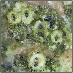 Muellerella lichenicola