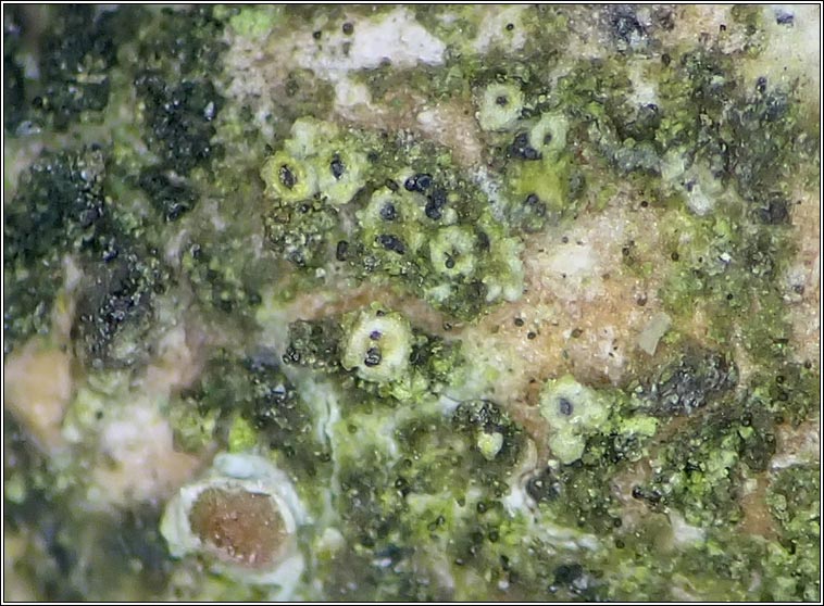 Muellerella lichenicola