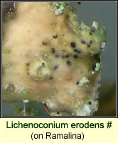 Lichenoconium erodens (on Usnea)