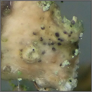 Lichenoconium erodens