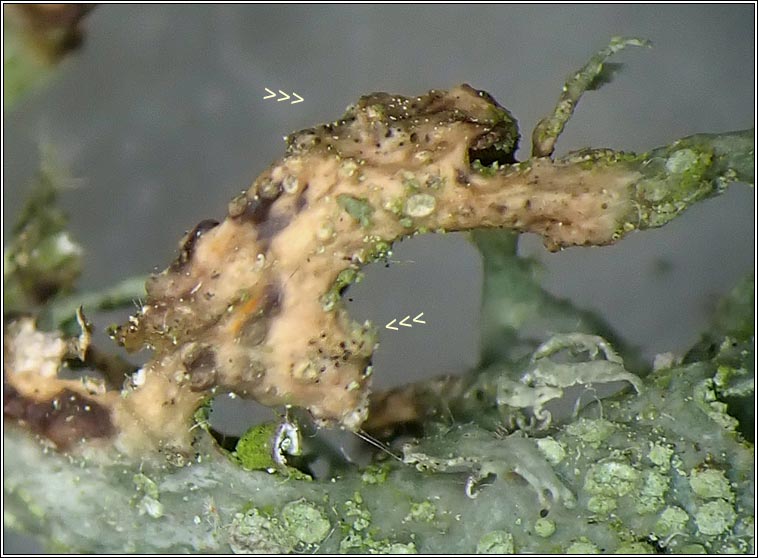 Lichenoconium erodens