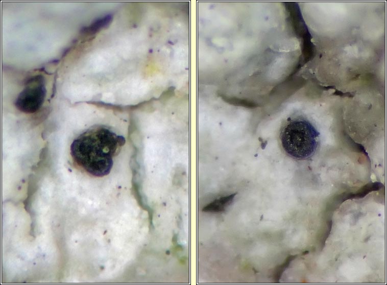 Sclerococcum parasiticum