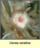 Usnea ceratina