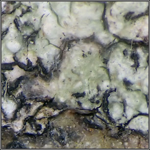 Opegrapha pertusariicola