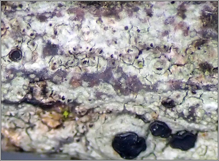 Lichenoconium lecanorae