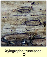 Xylographa trunciseda Q