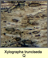 Xylographa