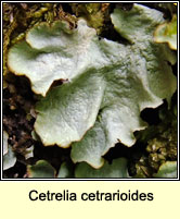 Cetrelia cetrarioides