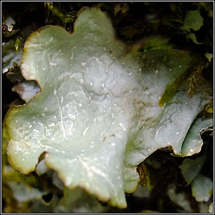 Cetrelia cetrarioides