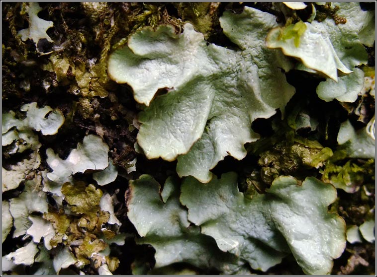 Cetrelia cetrarioides