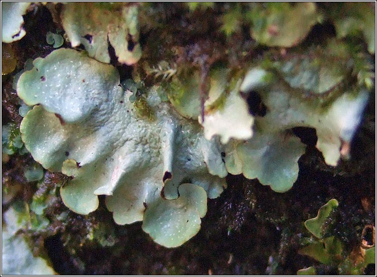 Cetrelia cetrarioides