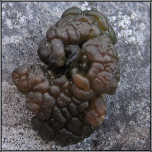 Lempholemma botryosum