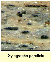 Xylographa parallela