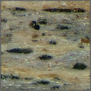 Xylographa parallela