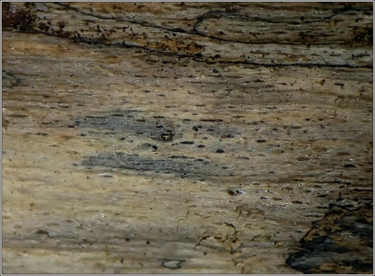 Xylographa parallela