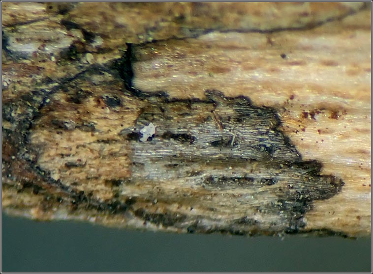 Xylographa parallela