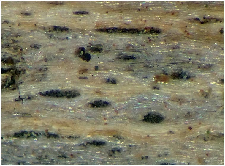 Xylographa parallela