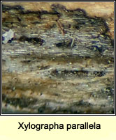 Xylographa parallela