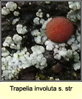 Trapelia involuta s str