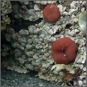 Trapelia involuta s str