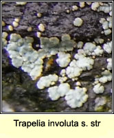 Trapelia involuta s str