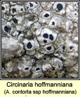 Circinaria hoffmanniana, Aspicilia contorta subsp hoffmanniana