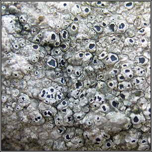 Circinaria hoffmanniana, Aspicilia contorta subsp hoffmanniana