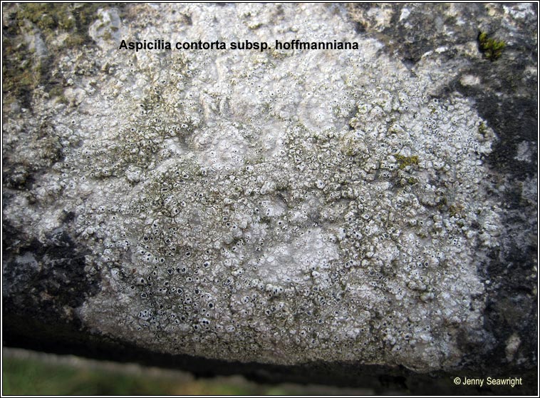 Circinaria hoffmanniana, Aspicilia contorta subsp hoffmanniana