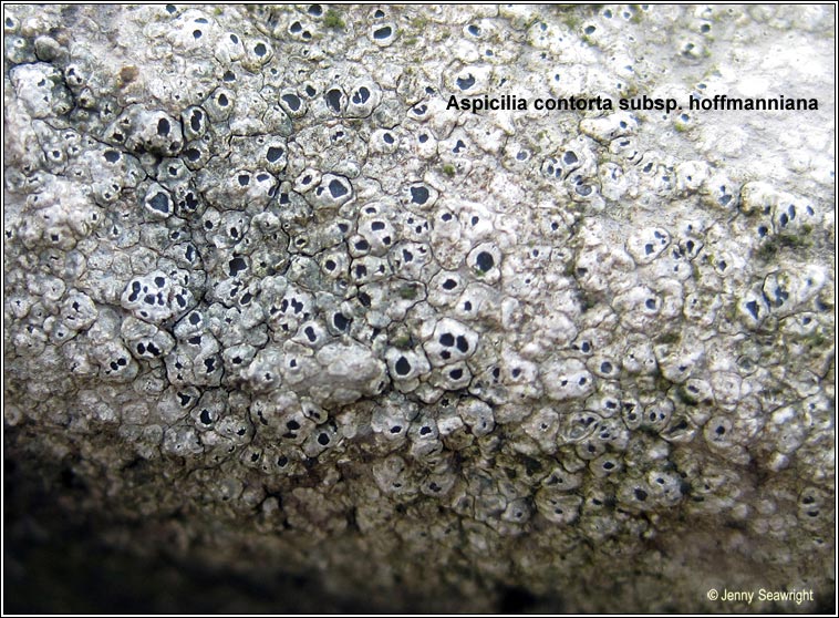 Circinaria hoffmanniana, Aspicilia contorta subsp hoffmanniana