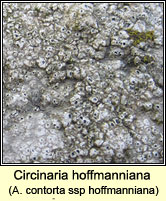 Circinaria hoffmanniana, A contorta subsp hoffmanniana