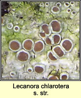 Lecanora chlarotera sens str