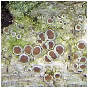 Lecanora chlarotera sens str