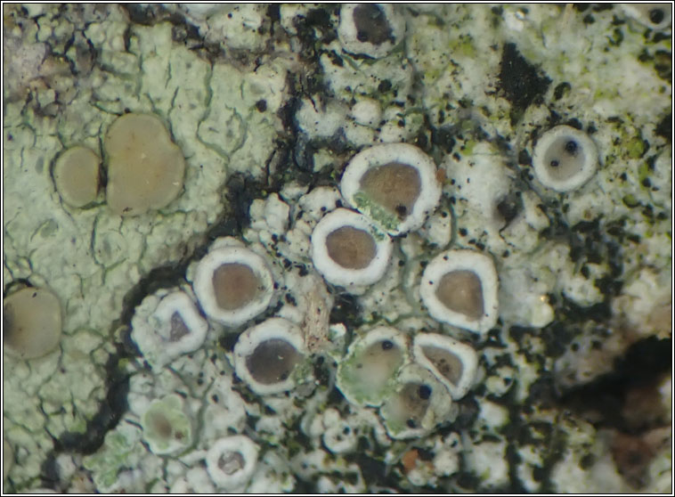 Lecanora chlarotera sens str