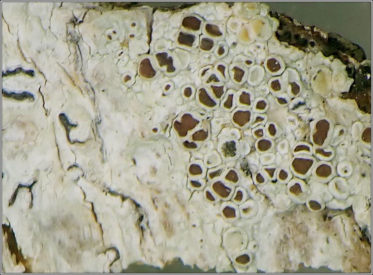 Lecanora chlarotera sens str