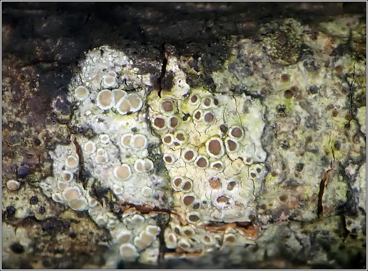 Lecanora chlarotera sens str