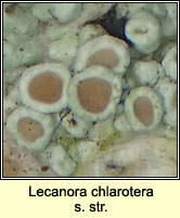 Lecanora chlarotera sens str