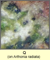 Q on Arthonia radiata