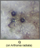 Q on Arthonia radiata
