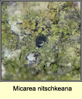 Micarea nitschkeana