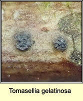 Tomasellia gelatinosa