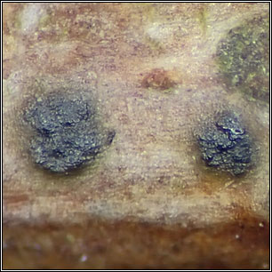 Tomasellia gelatinosa