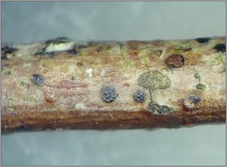 Tomasellia gelatinosa