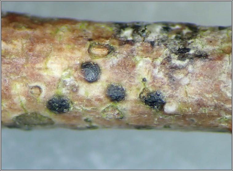 Tomasellia gelatinosa