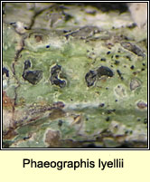 Phaeographis lyellii