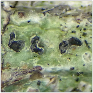 Phaeographis lyellii