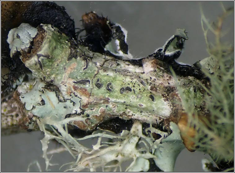 Phaeographis lyellii