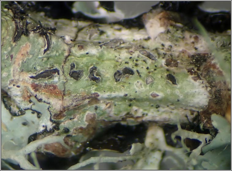 Phaeographis lyellii