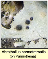Abrothallus parmotrematis on Parmotrema
