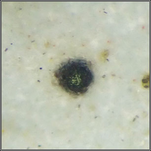 Abrothallus parmotrematis