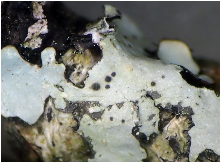 Abrothallus parmotrematis